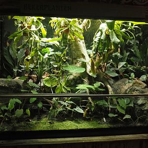Terrarium with plants, including pitcher plants, 2024-06-30