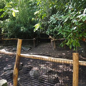 Negros Visayan warty pig exhibit, 2024-06-30