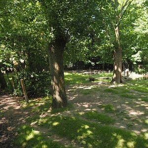 Visayan spotted deer exhibit, 2024-06-30