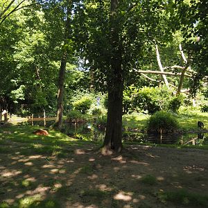 Visayan spotted deer exhibit, 2024-06-30