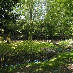 Visayan spotted deer exhibit, 2024-06-30