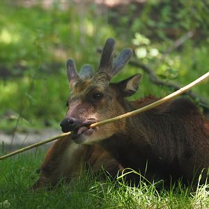 Visayan spotted deer (Rusa alfredi), 2024-06-30