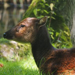 Visayan spotted deer (Rusa alfredi), 2024-06-30