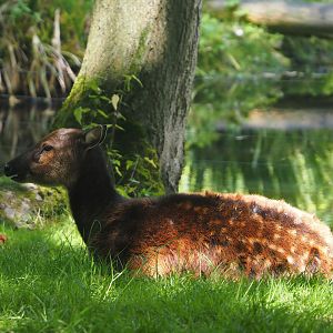 Visayan spotted deer (Rusa alfredi), 2024-06-30