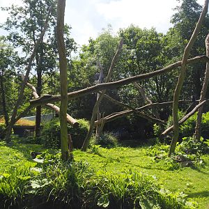 Lion-tailed macaque island, 2024-06-30