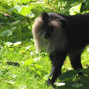 Lion-tailed macaque (Macaca silenus), 2024-06-30