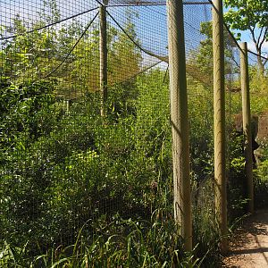 Fishing cat exhibit, 2024-06-30