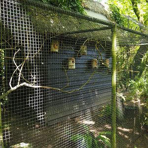 Plum-headed parakeet, Java sparrow and White-rumped shama aviary, 2024-06-30