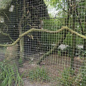 Plum-headed parakeet, Java sparrow and White-rumped shama aviary, 2024-06-30