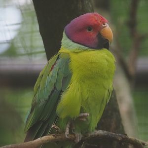 Plum-headed parakeet (Psittacula cyanocephala), 2024-06-30