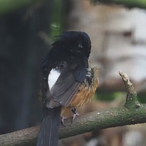 White-rumped shama (Copsychus malabaricus), 2024-06-30