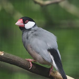 Java sparrow (Padda oryzivora), 2024-06-30