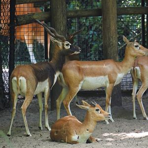 Blackbuck (Antilope cervicapra), 2024-06-30