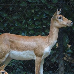 Blackbuck (Antilope cervicapra), 2024-06-30