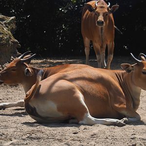 Javan bantengs (Bos javanicus javanicus), 2024-06-30