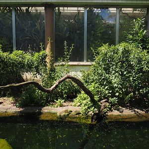 Eurasian otter exhibit, 2024-06-30