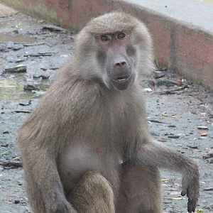 Hamadryas baboon (Papio hamadryas)