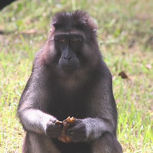 Booted macaque (Macaca ochreata)