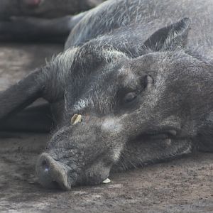 Javan warty pig (Sus verrucosus verrucosus)