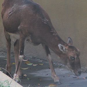 European mouflon (Ovis aries musimon)