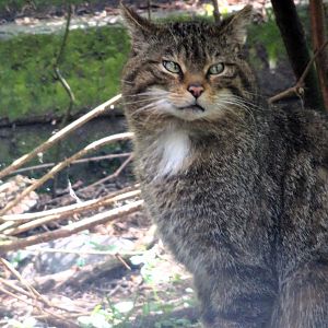 Scottish Wildcat  22 May 2025