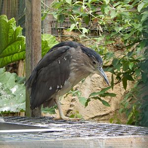 Black-crowned night heron 050625