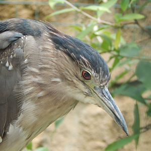 Black-crowned night heron 050625