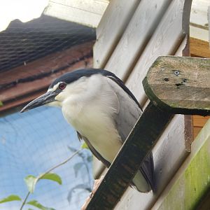 Black-crowned night heron 050625