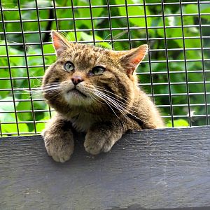 Scottish Wildcat 22 May 2025