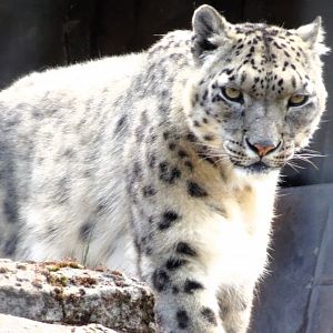 Snow Leopard  Nela 22 May 2025