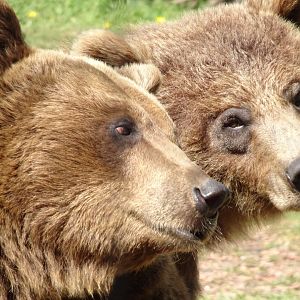 European Brown Bears    22 May 2025