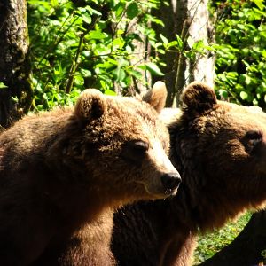 European Brown Bears    22 May 2025