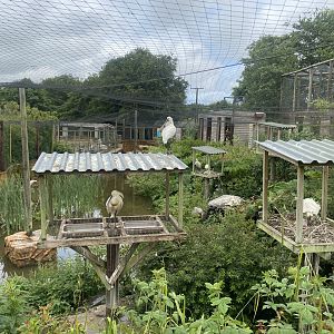 Mixed lake aviary 050625