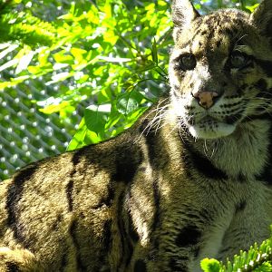 Clouded Leopard  Peckham (?)   22 May 2025