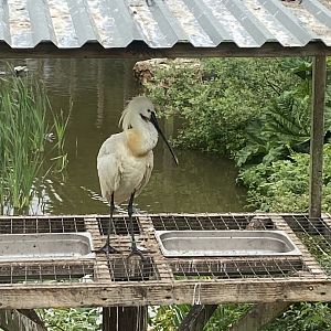 Eurasian spoonbill 050625