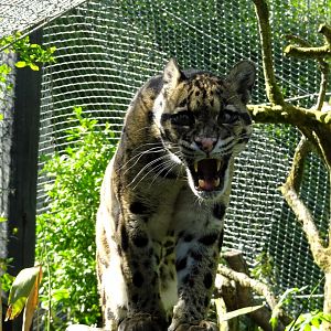 Clouded Leopard   Peckham (?)  22 May 2025