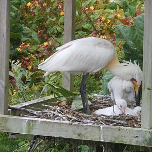 Eurasian spoonbills 050625