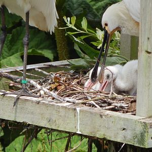 Eurasian spoonbills 050625
