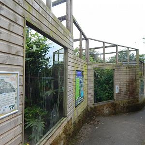 Indochinese clouded leopard enclosure 050625