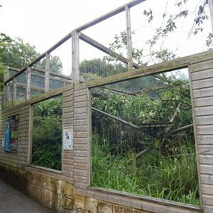 Indochinese clouded leopard enclosure 050625