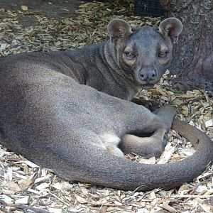 Fossa Zazu   22 May 2025