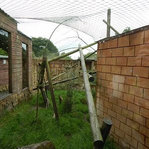 Nepalese red panda enclosure 050625