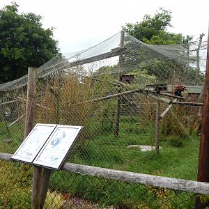 Nepalese red panda enclosure 050625