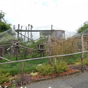 Nepalese red panda enclosure 050625