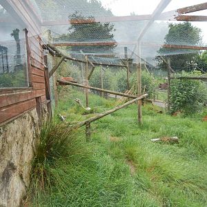 Caracal enclosure 050625