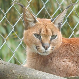 Caracal 050625