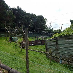 Ring-tail lemur enclosure 050625
