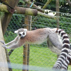 Ring-tailed lemur 050625