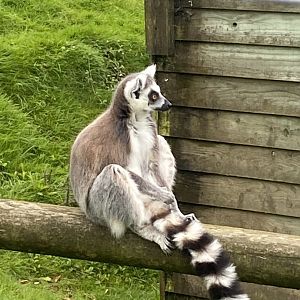 Ring-tailed lemur 050625