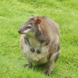 Dusky pademelon 050625